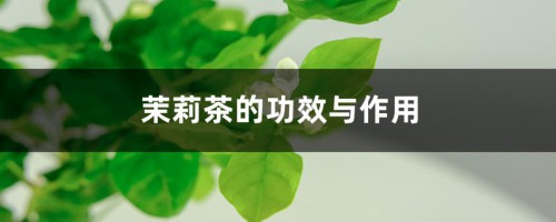 茉莉茶的功效与作用