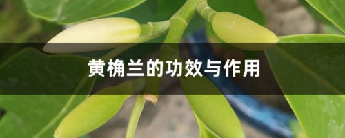 黄桷兰的功效与作用