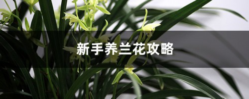 新手养兰花攻略