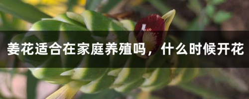 姜花适合在家庭养殖吗，什么时候开花