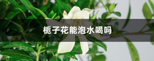 栀子花能泡水喝吗，泡水喝有什么作用