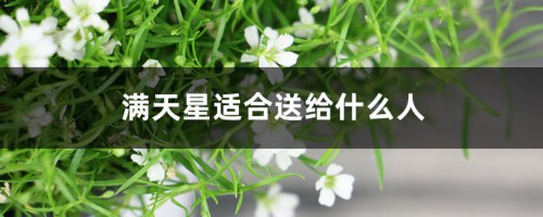 满天星适合送给什么人，寓意和花语