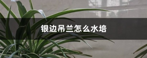 银边吊兰怎么水培