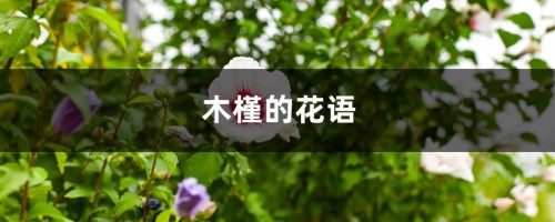 木槿的花语和寓意，有什么传说故事