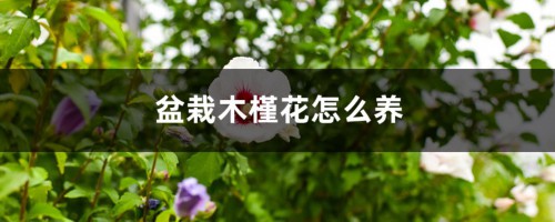 盆栽木槿花怎么养