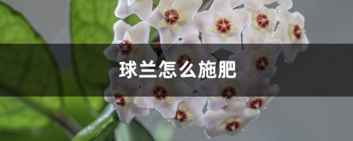 球兰怎么施肥