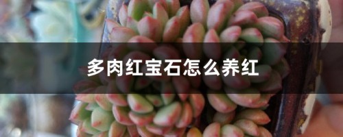 多肉红宝石怎么养红